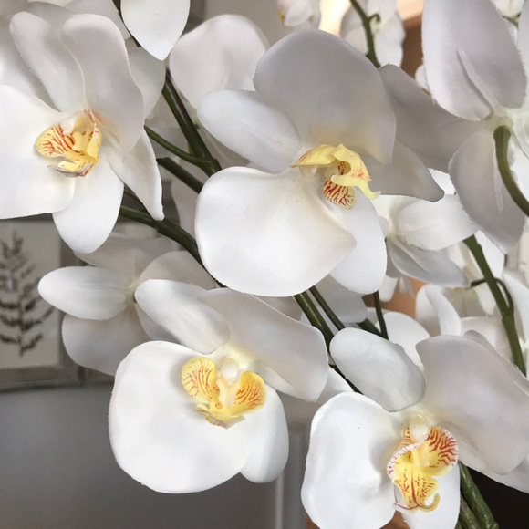 Meet your Posher, Julia - Picture 1 of 1